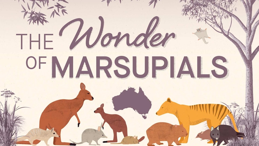 Illustrations of different marsupials: kangaroo, wombat etc