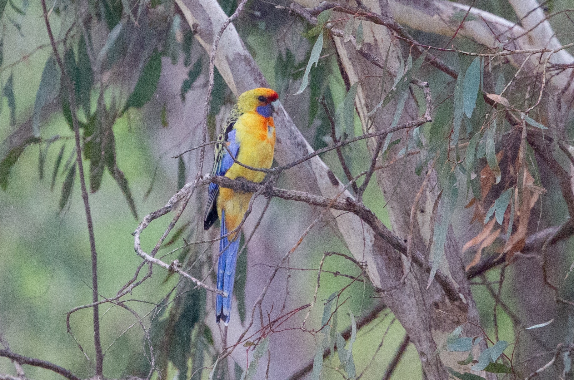 Yellow parrot with orange chin, and blue wings and tail.