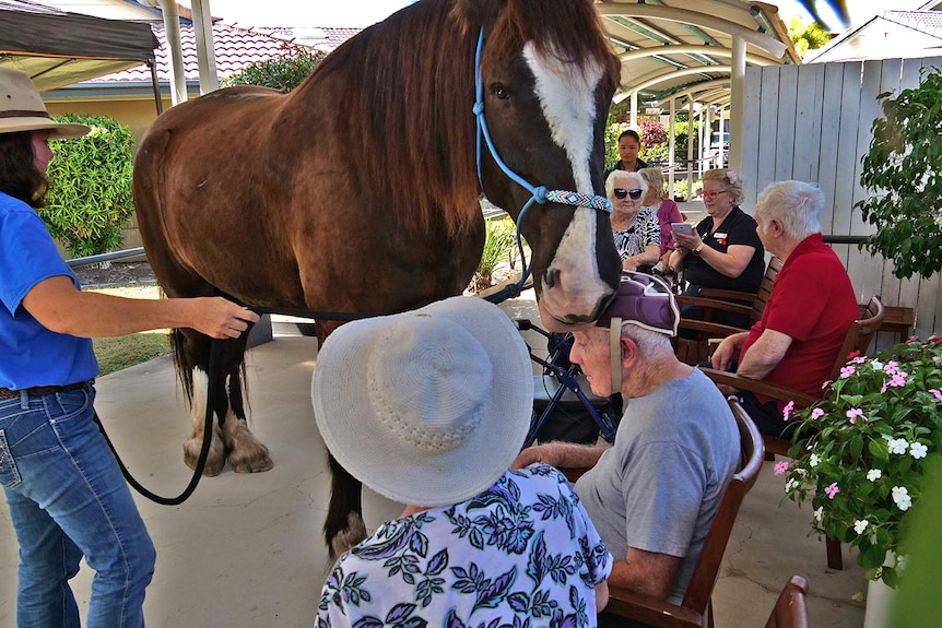 large brown horse, held by owner in blue shirt and hat, gets close to aged care resident with onlookers.
