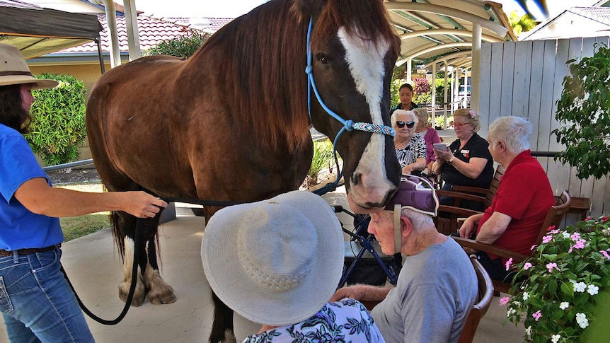 large brown horse, held by owner in blue shirt and hat, gets close to aged care resident with onlookers.
