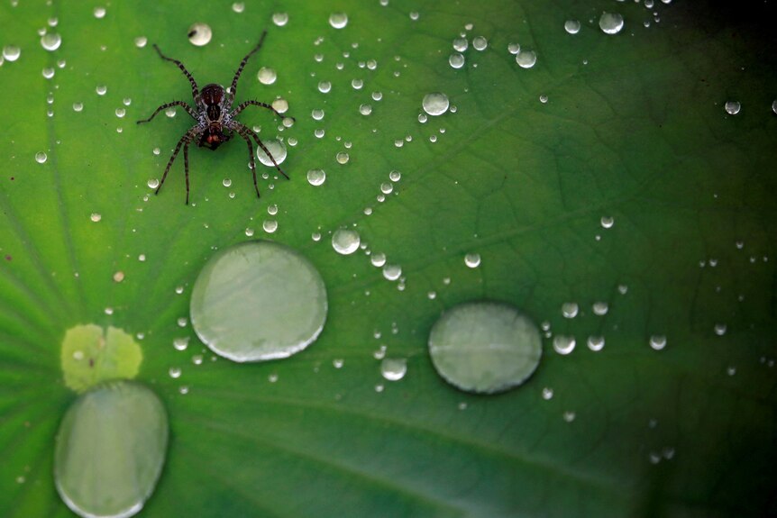 Close-up of a lotus with raindrops and a spider