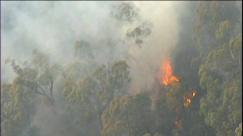 Trees, smoke and flames at the York Town fire in northern Tasmania.