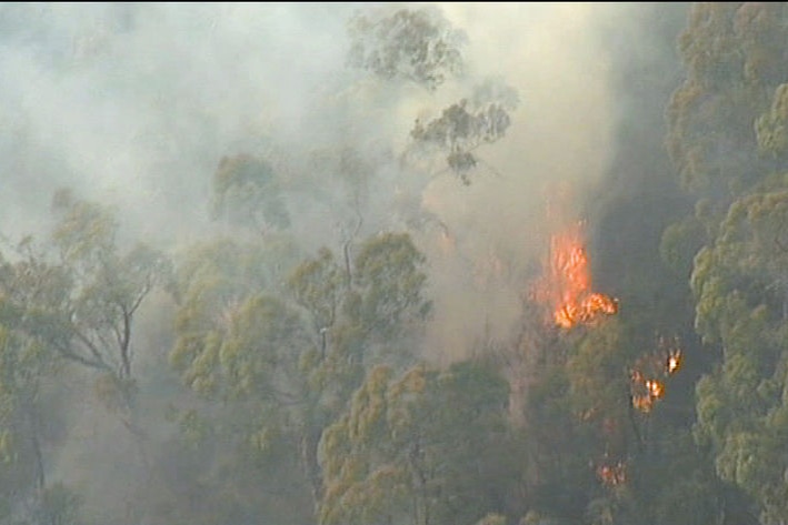 Trees on fire near York Town in northern Tasmania.