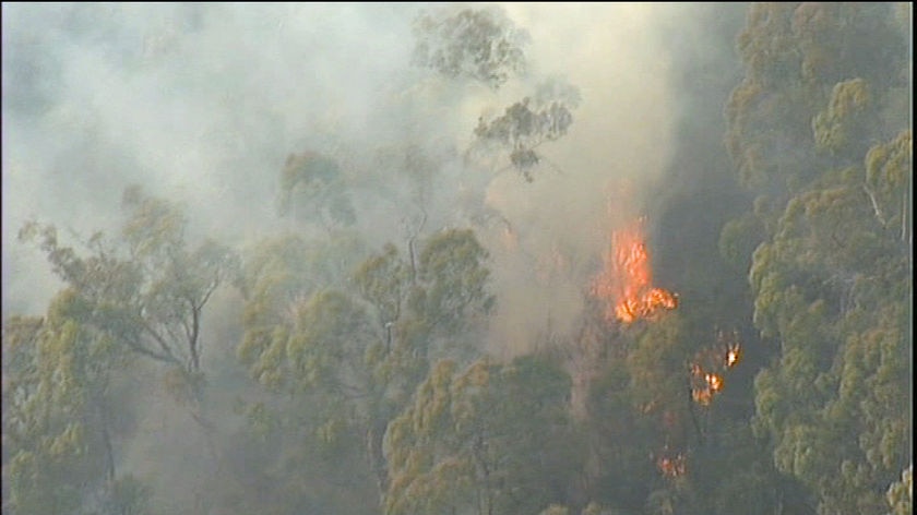 Trees on fire near York Town in northern Tasmania.