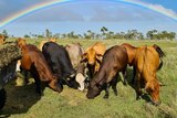 Cows grazing on grass with a rainbow in the background