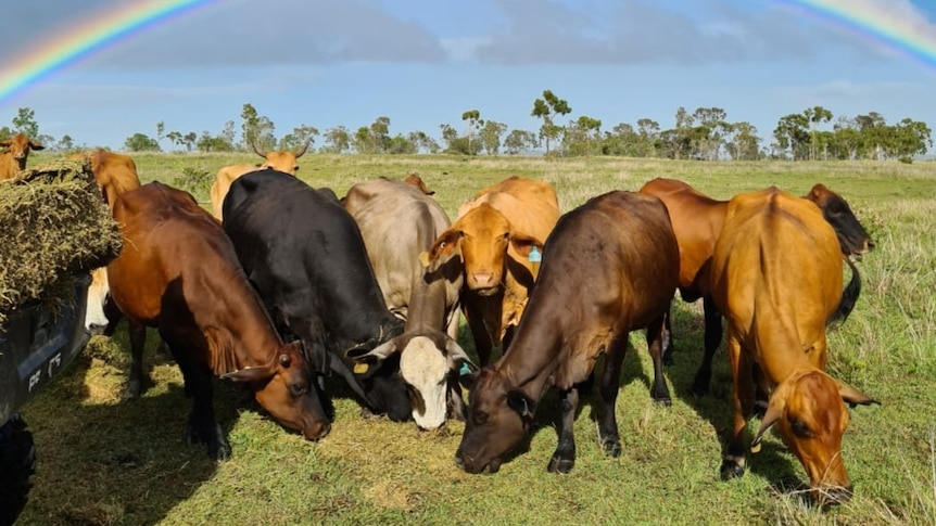 Cows grazing on grass with a rainbow in the background