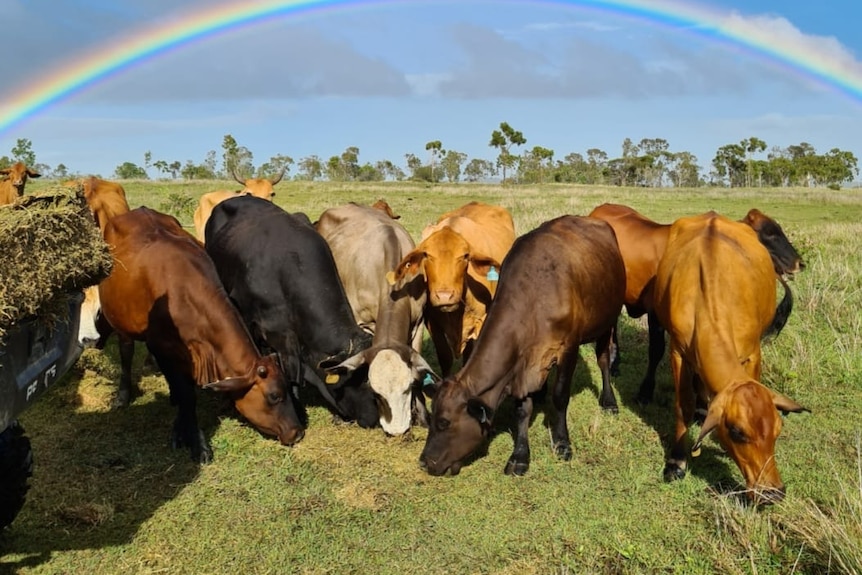 Cows grazing on grass with a rainbow in the background