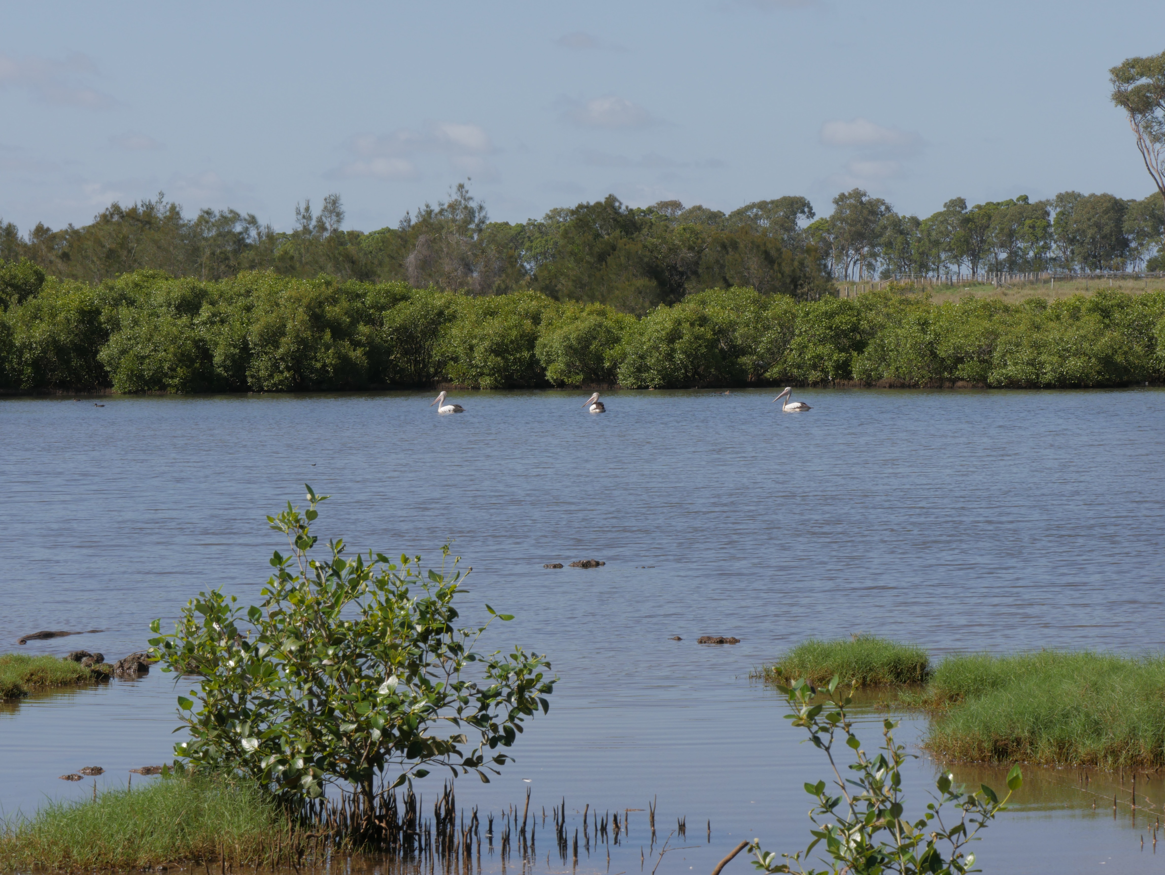 Tres pelícanos en el agua bordeada de manglares.
