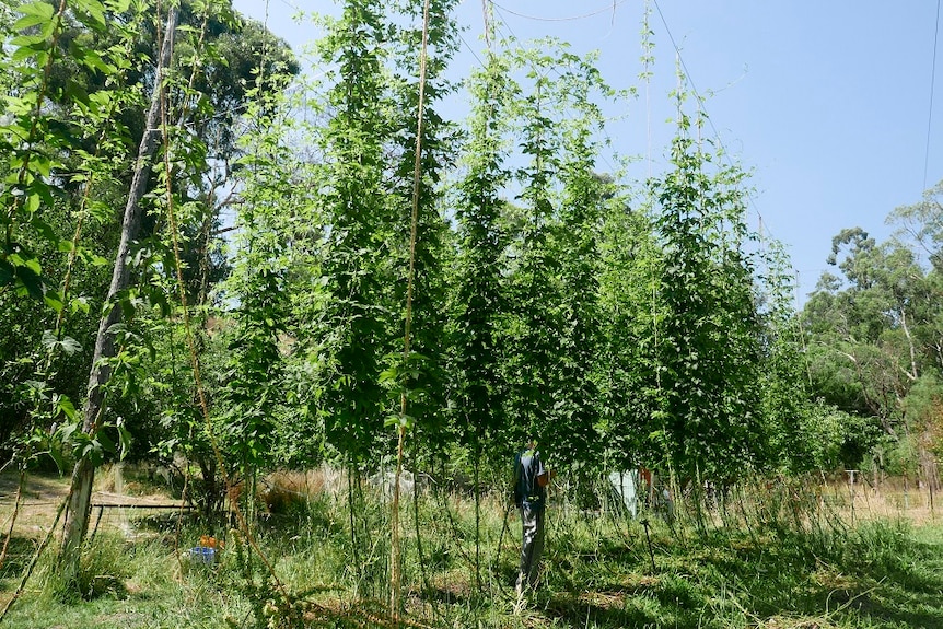 Man standing among hops plants.