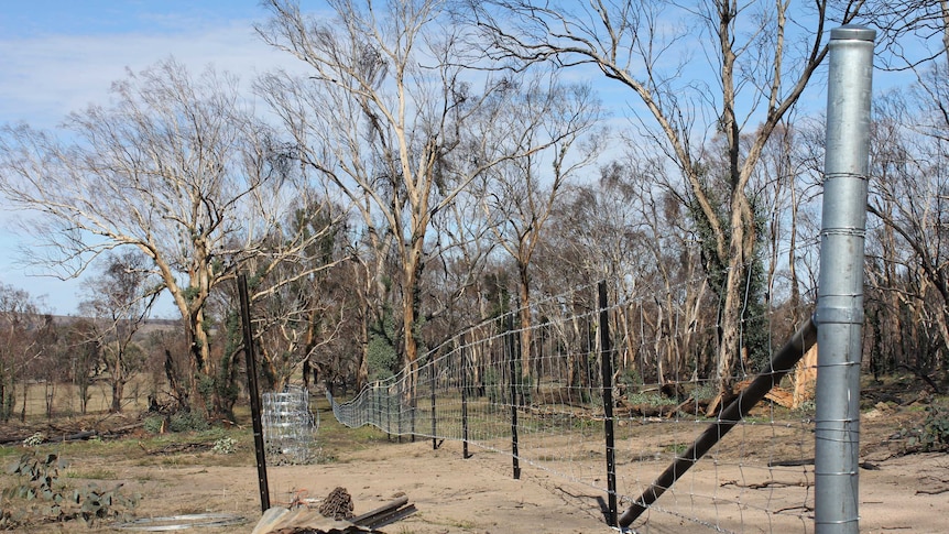 A new fence in a paddock with partly burnt trees on Murray Coe's property near Uarbry