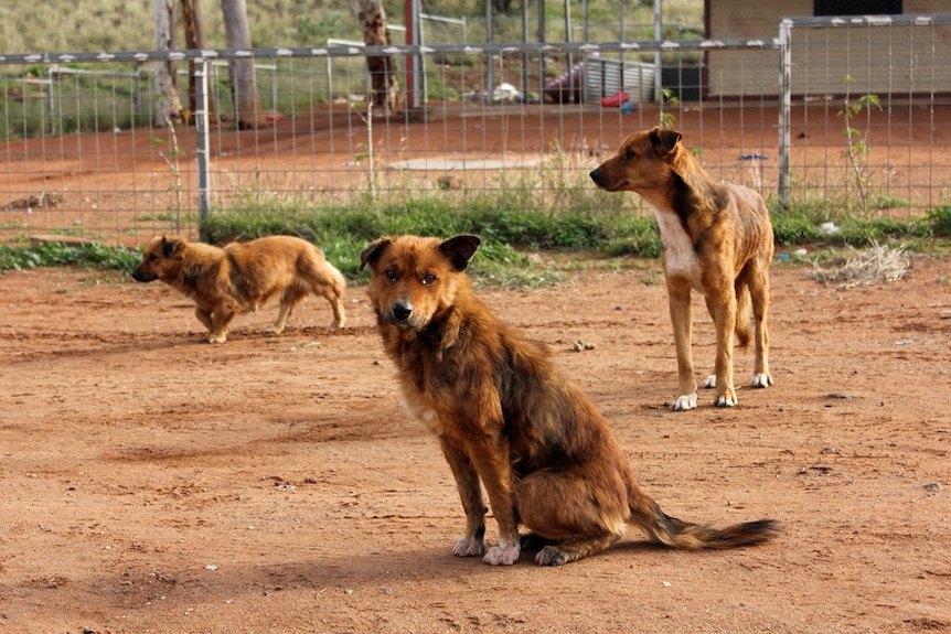 Three dogs of different sizes outside a house in Ernabella in the APY Lands.