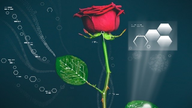 An illustration of the electronically-augmented rose