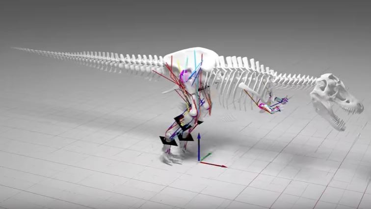 Researchers indicate in this model of the T-rex's legs that it could not run.
