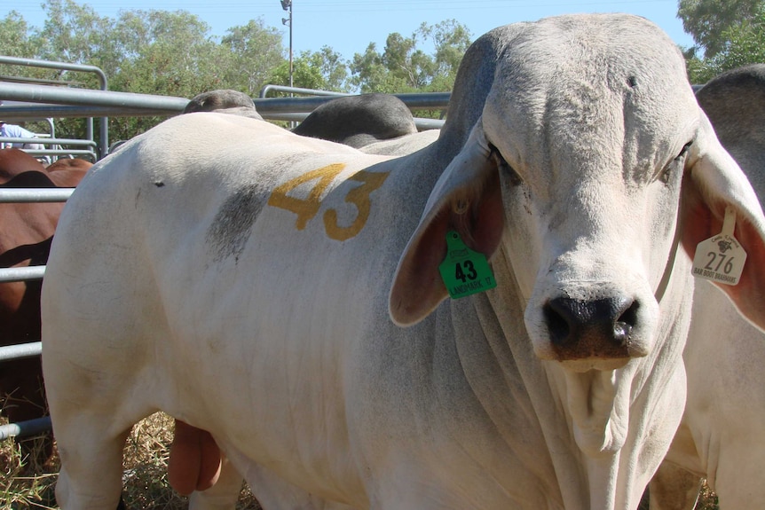 Close up of a Grey Brahman bull