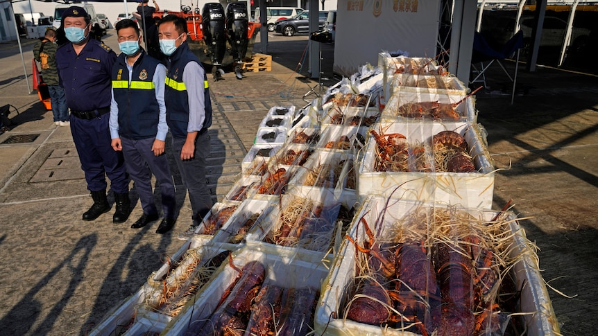 在中国对澳大利亚龙虾实施禁令之前，中国市场曾占到澳大利亚出口的90%以上。