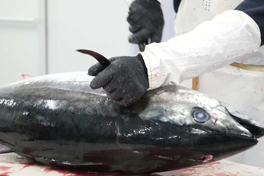 Large southern bluefin tuna on cutting processing board, being held by pectoral fin by gloved hand, being cut