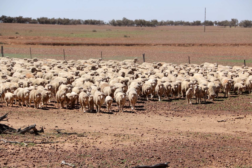 Mustering sheep at Plevna Downs, west of Eromanga.