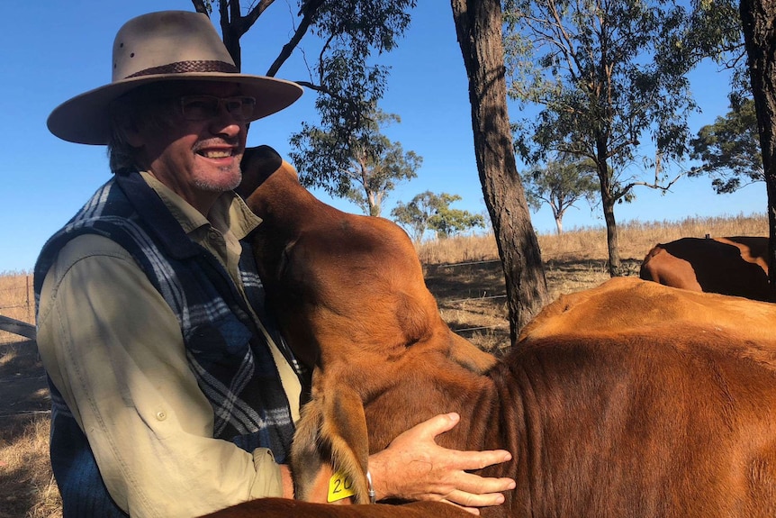 A man with an Akubra-style hat is licked by a cow with gum trees in the background.