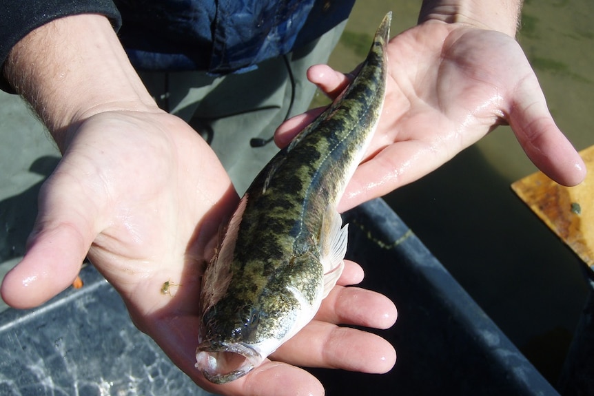 A person holding up a native congolli fish, which is a small, green, slimy thing with slug-like markings.