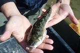 A person holding up a native congolli fish, which is a small, green, slimy thing with slug-like markings.