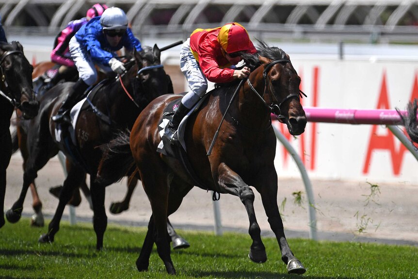 Ben Melham rides Levendi to victory in Race 1 the Carbine Club Stakes.