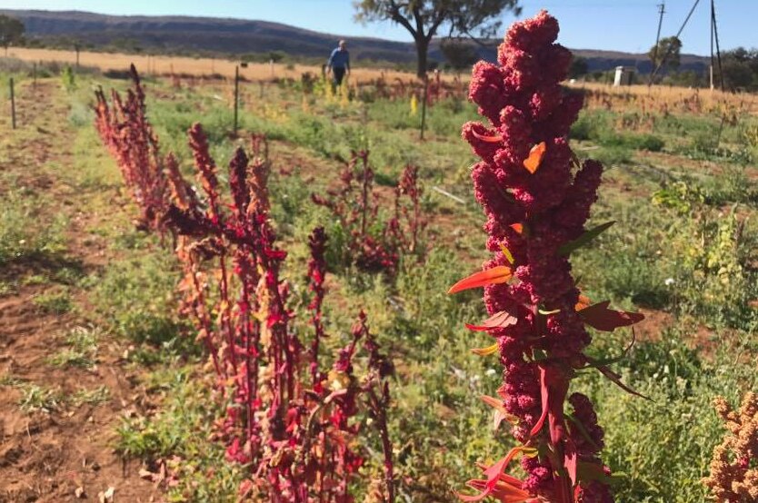 Red quinoa plant flower in the foreground with smaller plants in the background.