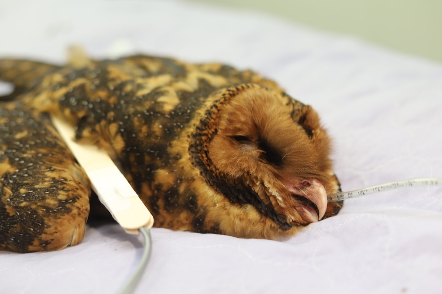 A masked owl with suspected rodenticide poisoning lies unconscious attached to medical machinery.