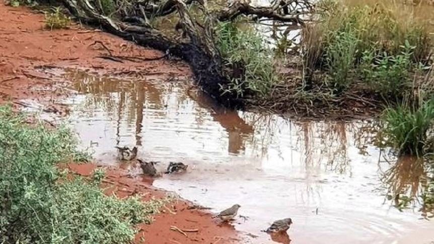 Australian zebra finches drinking and bathing in puddles in the red earth of the outback