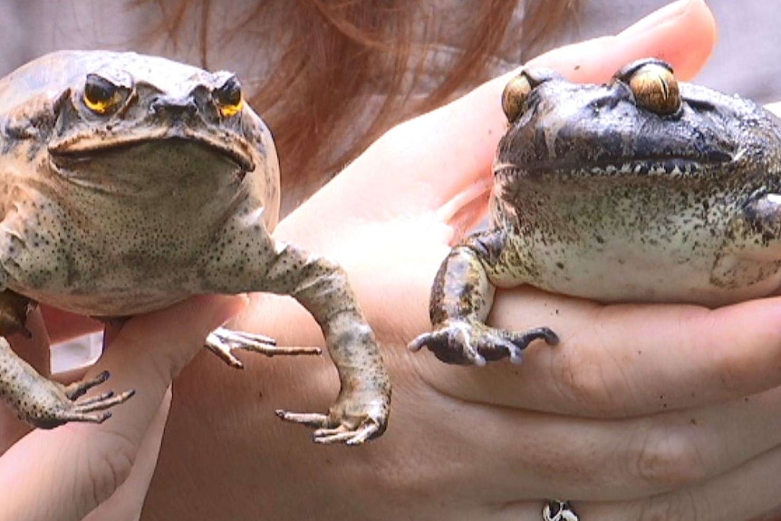 A stuffed cane toad (L) and an endangered Giant Barred Frog (R) on display at Coffs Harbour's Frogarium.