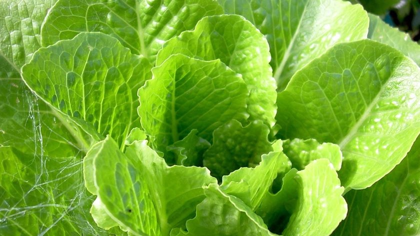 A head of lettuce sits in a vegetable patch