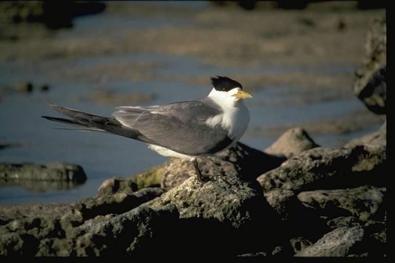 Grey and white seabird with black head plumage, standing on a rock