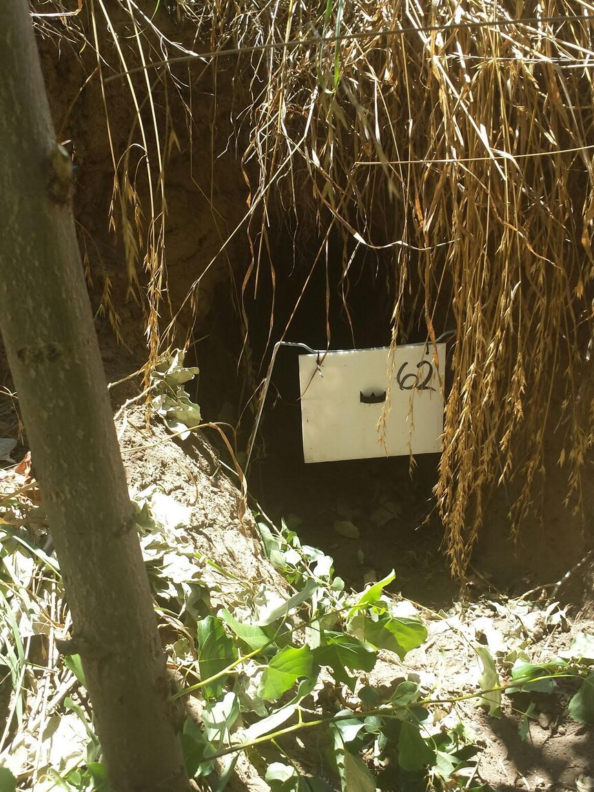 Wombat burrow with a plastic flap in front of the entrance that contains a medicated drench to help kill mites that cause mange.