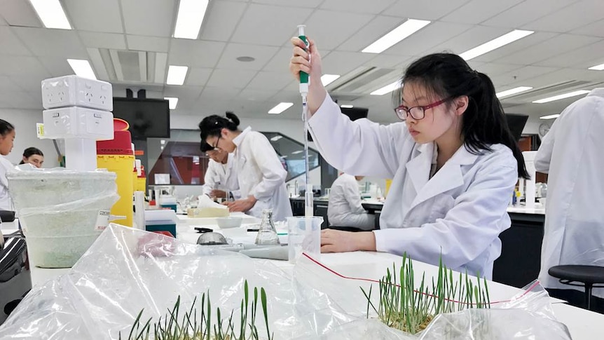 Students in a lab doing experiments as part of the Australian Science Olympiads summer school program.