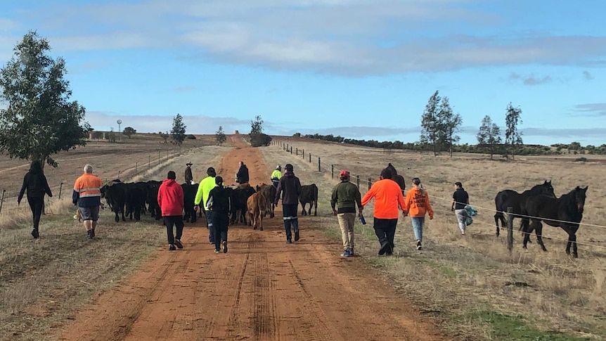 Cattle walk along a track between paddocks as people walk behind.