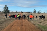 Cattle walk along a track between paddocks as people walk behind.