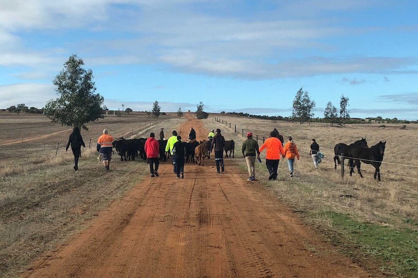 Cattle walk along a track between paddocks as people walk behind.