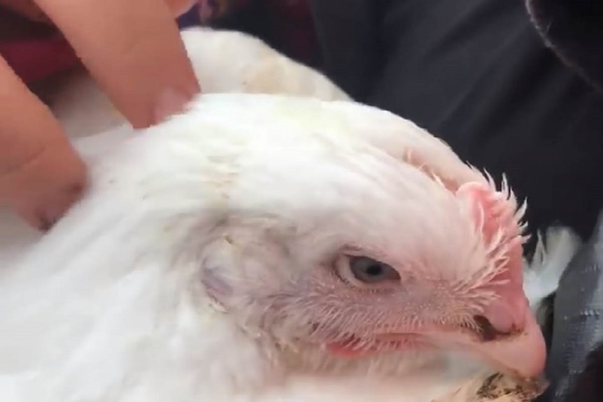 Close up of a chicken that was injured in a truck crash.