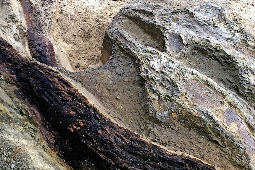 Looking down you see a brown curvy tree trunk fossilised while two fish carcasses are fossilised to its right.