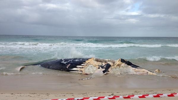 Humpback whale carcass on Scarborough beach.