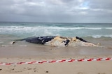 Humpback whale carcass on Scarborough beach.
