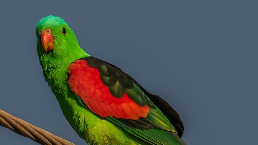 a colourful parrot perched on a tree branch