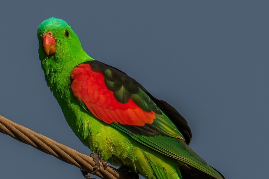 a colourful parrot perched on a tree branch