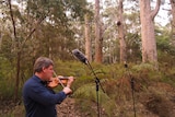 A man plays the violin among the trees. 