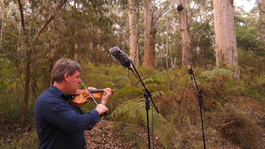 A man plays the violin among the trees. 