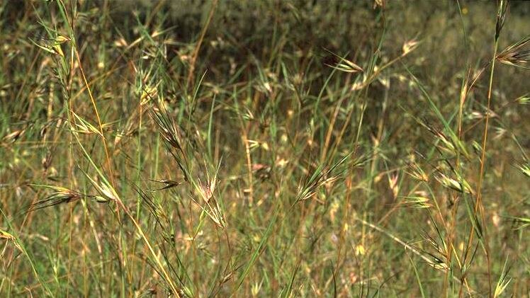 Kangaroo grass