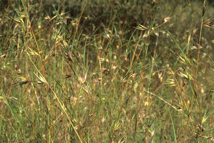 Kangaroo grass