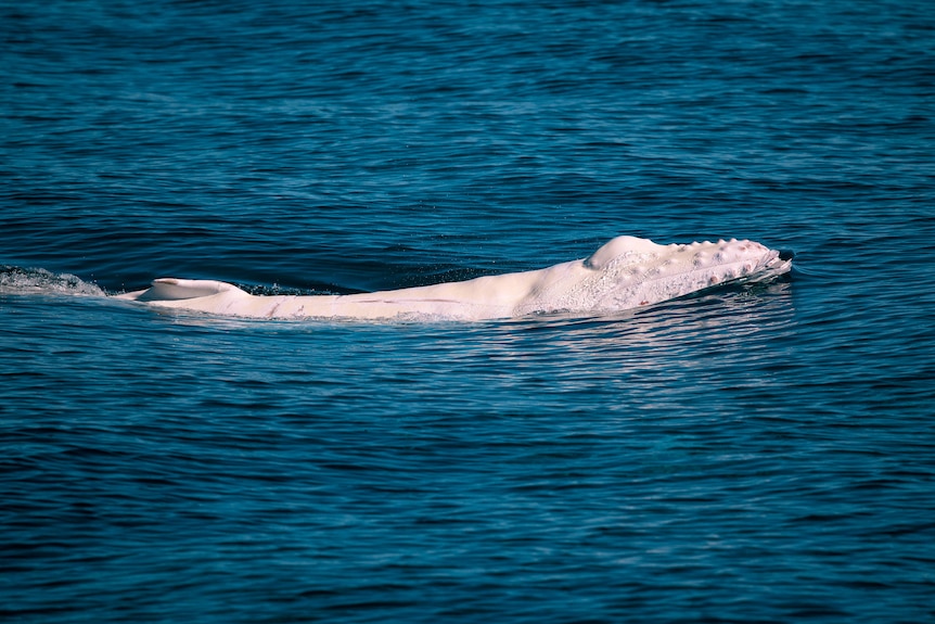 The side of a white whale in water