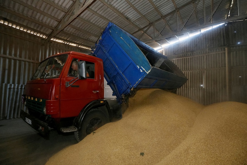 A driver unloads a truck at a grain warehouse while harvesting barley.