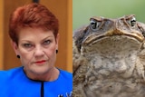 A composite image of Pauline Hanson at Senate Estimates and a giant cane toad found in the Coffs Harbour region.