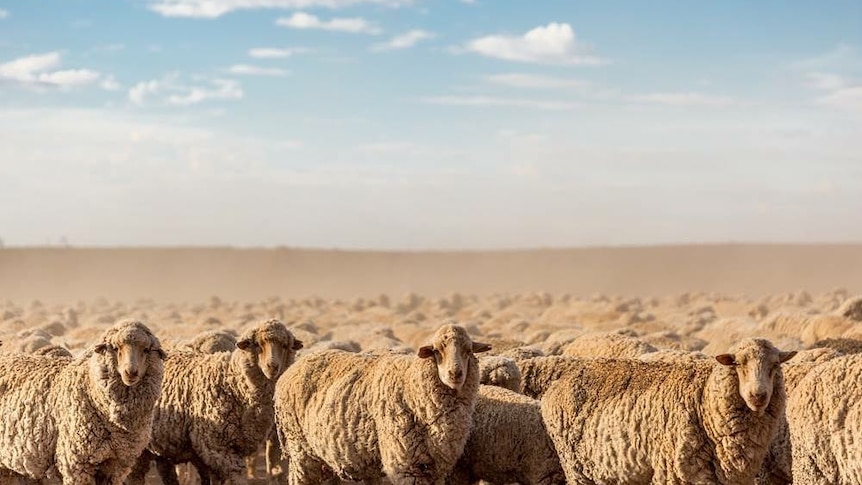 A mob of sheep face the camera.